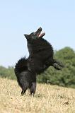 SCHIPPERKE 146